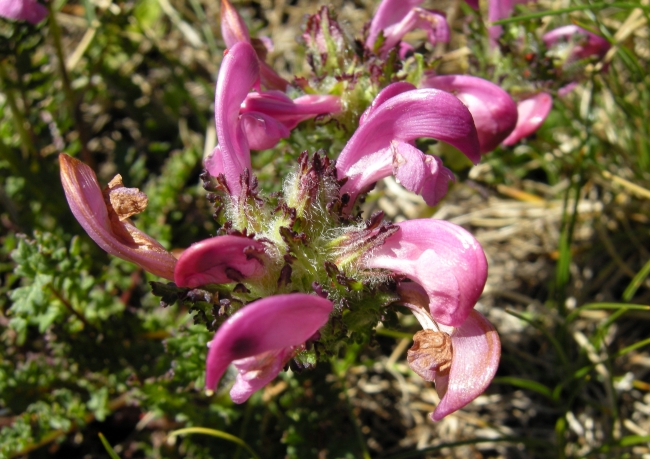 Pedicularis elegans / Pediculare appenninica